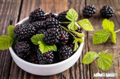 黑梅株距是多少