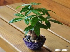 某宝刚买来的发财树，求问各位接下来怎么处理，注意事项有哪些