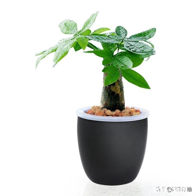 某宝刚买来的发财树，求问各位接下来怎么处理，注意事项有哪些