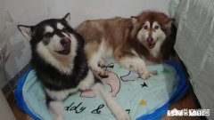 古为狩猎看家食用而养狗，今当儿子伴侣玩乐而养狗，两种不同养狗理念怎么产生的