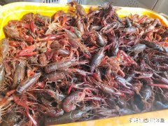 养虾，虾不进笼怎么办