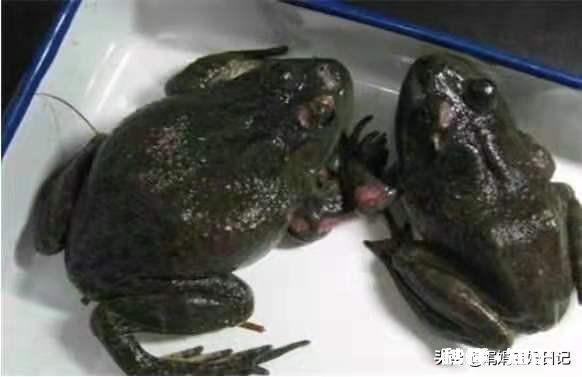 牛蛙烂皮病怎么防控