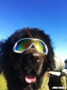 只剩骨灰还能克隆宠物吗