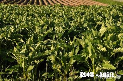 种植哪种牧草喂猪比较好