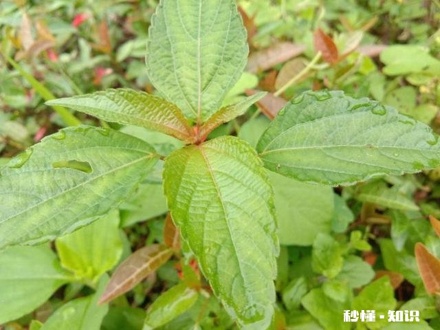 种植哪种牧草喂猪比较好