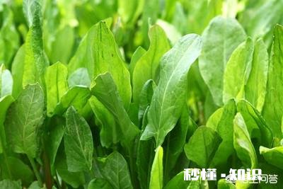 种植哪种牧草喂猪比较好