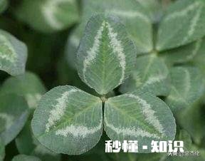 种植哪种牧草喂猪比较好