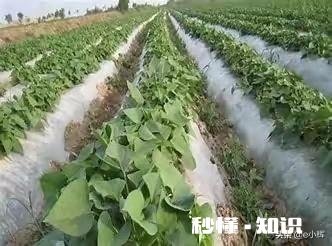 大规模种植红薯如何提高产量