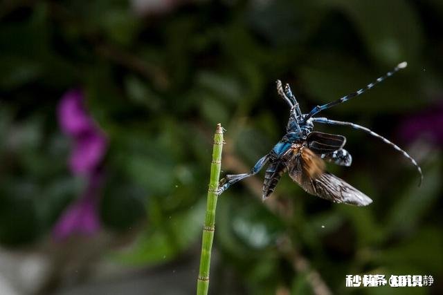 微距镜头已有，哪款相机适合微距摄影