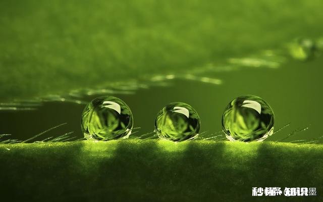 微距镜头已有，哪款相机适合微距摄影