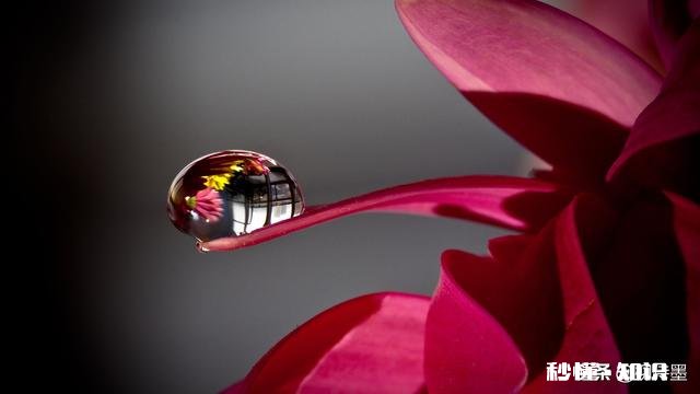 微距镜头已有，哪款相机适合微距摄影