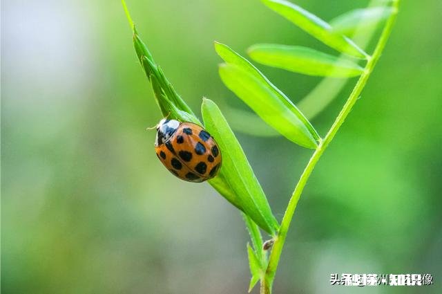 微距镜头已有，哪款相机适合微距摄影