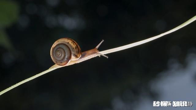 微距镜头已有，哪款相机适合微距摄影