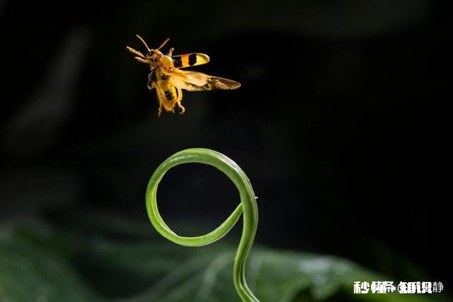 微距镜头已有，哪款相机适合微距摄影