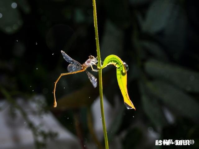 微距镜头已有，哪款相机适合微距摄影