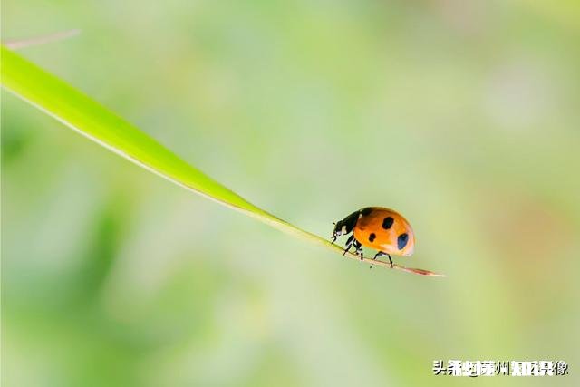 微距镜头已有，哪款相机适合微距摄影
