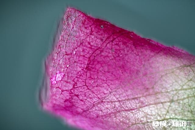 微距镜头已有，哪款相机适合微距摄影