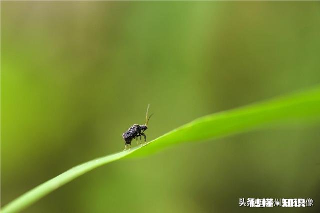 微距镜头已有，哪款相机适合微距摄影
