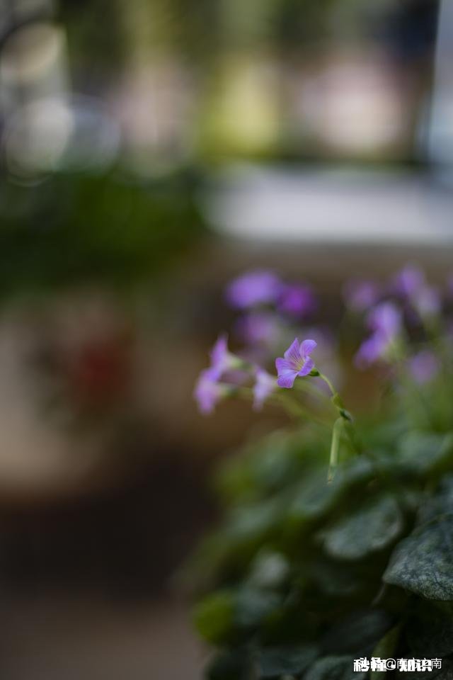 微距镜头已有，哪款相机适合微距摄影