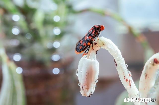 微距镜头已有，哪款相机适合微距摄影