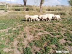 在北方养羊能发展起来吗有耐心需要注意的事项