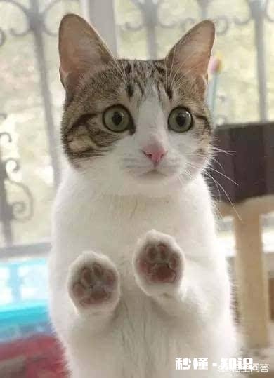 做了一年的小领导，天天替领导背锅，公司也不提拔你，但是很喜欢这份工作，要不要辞职