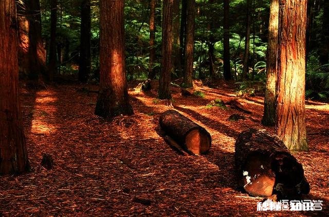 提到新西兰，你会想到什么