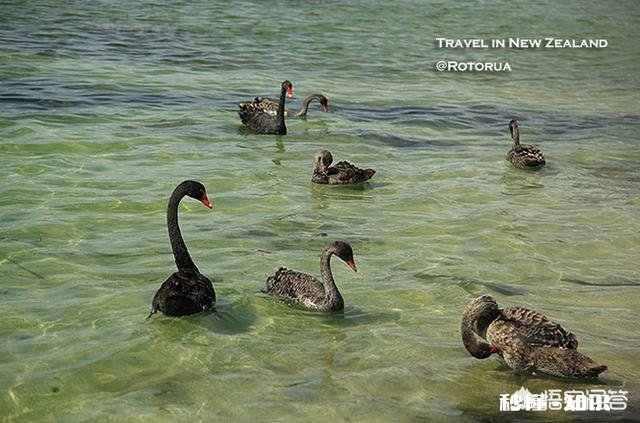 提到新西兰，你会想到什么