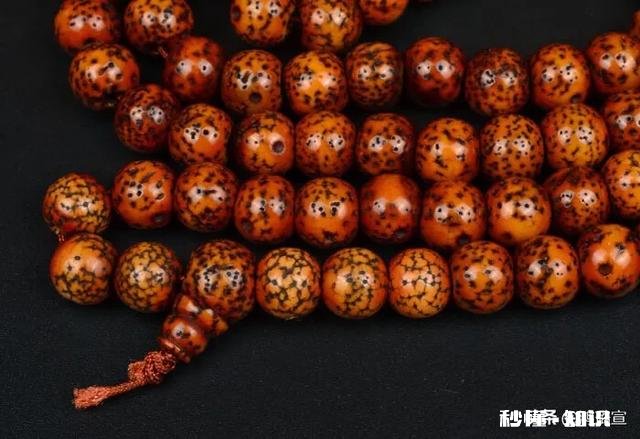 星月菩提是先变红还是先开片