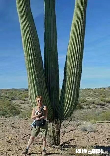 我应该为这块和田玉起个什么寓意的名字