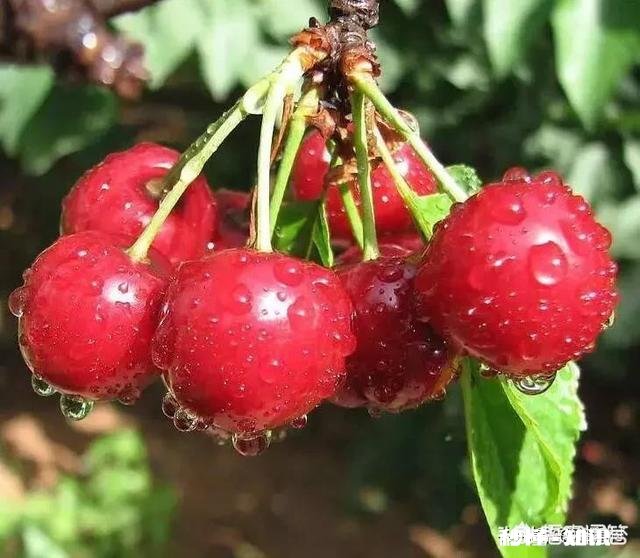 好吃＂用你的家乡话怎么说