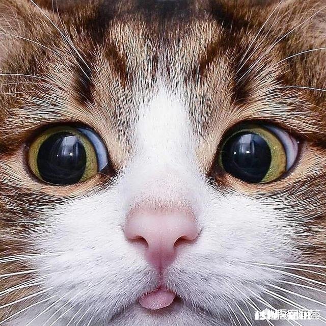 好吃＂用你的家乡话怎么说