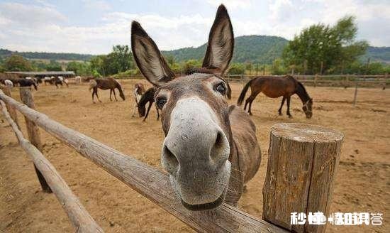 六个月的驴驹大约有多大长到几个月就长得慢了