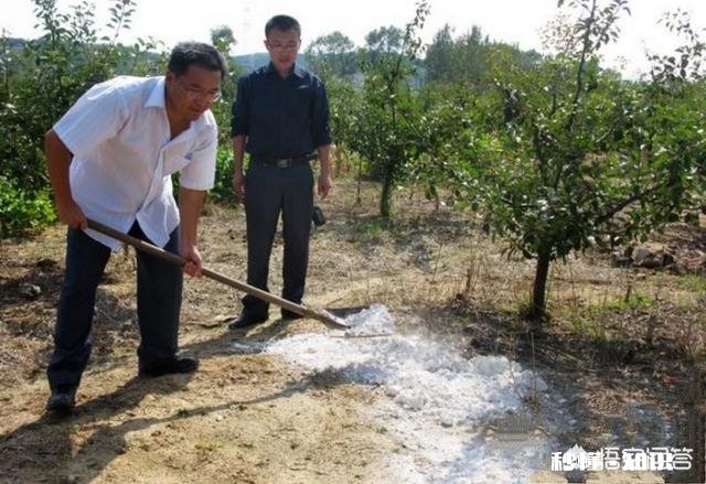 生石灰在柚园的作用如何用