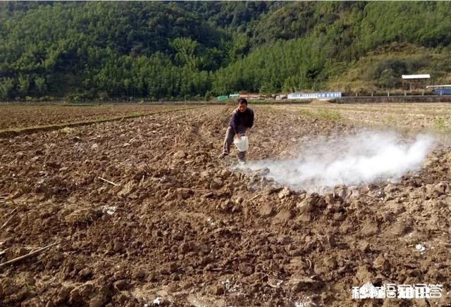 生石灰在柚园的作用如何用