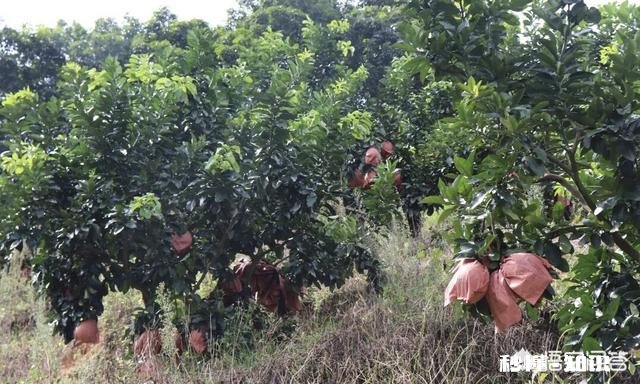 生石灰在柚园的作用如何用