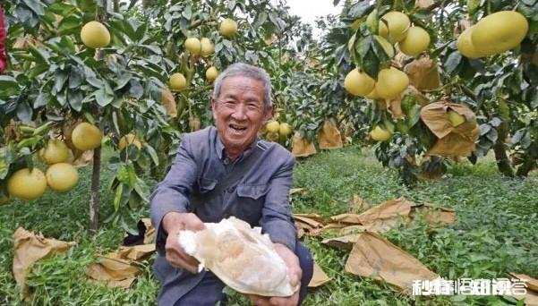 生石灰在柚园的作用如何用