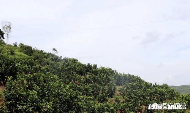 生石灰在柚园的作用如何用