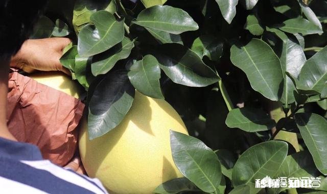 生石灰在柚园的作用如何用