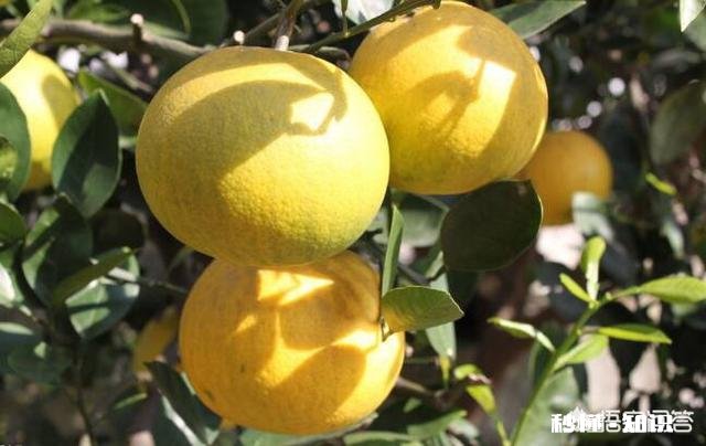 生石灰在柚园的作用如何用