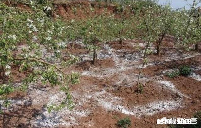 生石灰在柚园的作用如何用