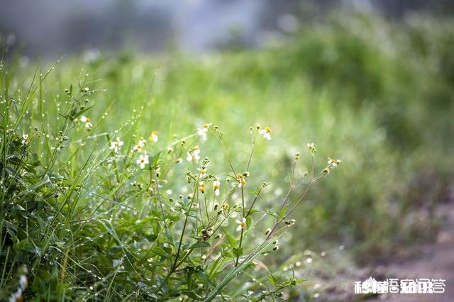 摄影怎么拍草,能够显得很好看