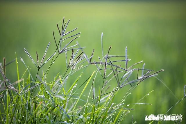 摄影怎么拍草,能够显得很好看