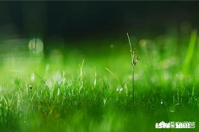 摄影怎么拍草,能够显得很好看