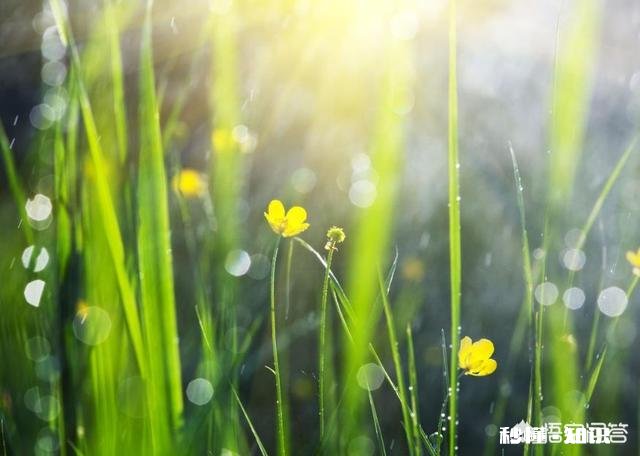 摄影怎么拍草,能够显得很好看