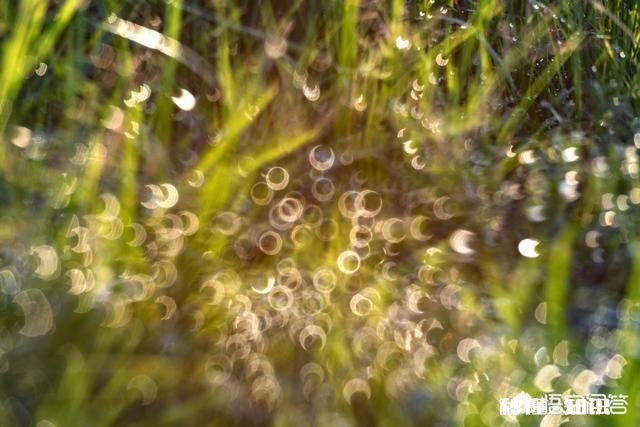 摄影怎么拍草,能够显得很好看