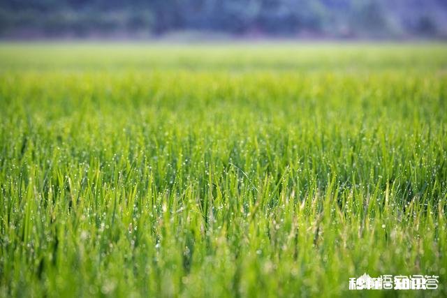 摄影怎么拍草,能够显得很好看