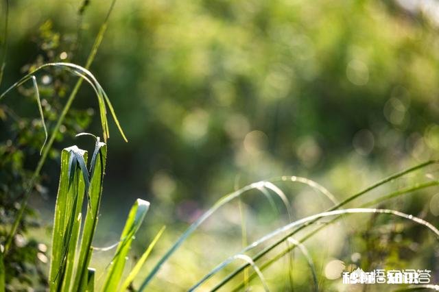 摄影怎么拍草,能够显得很好看