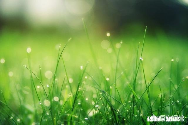 摄影怎么拍草,能够显得很好看