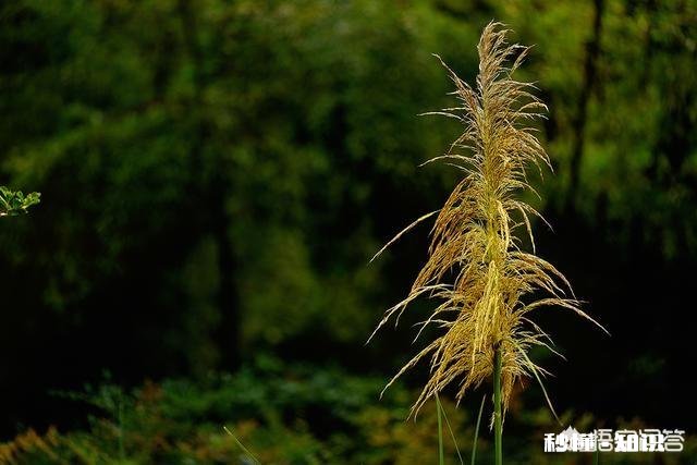 摄影怎么拍草,能够显得很好看